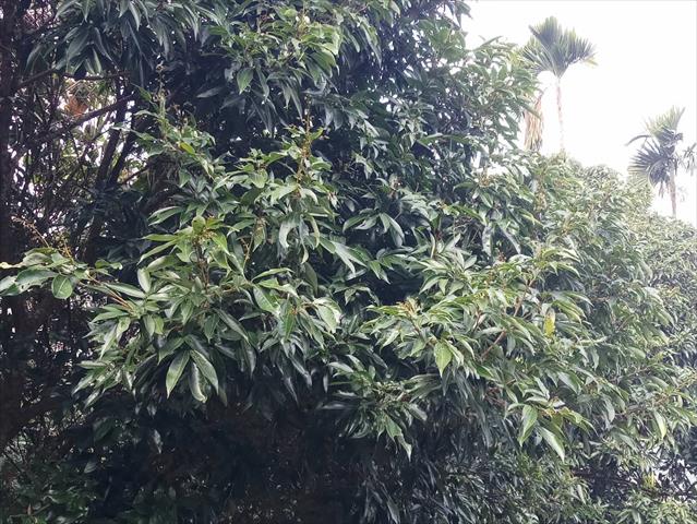 荔枝 產品圖片（產品編號 500622）