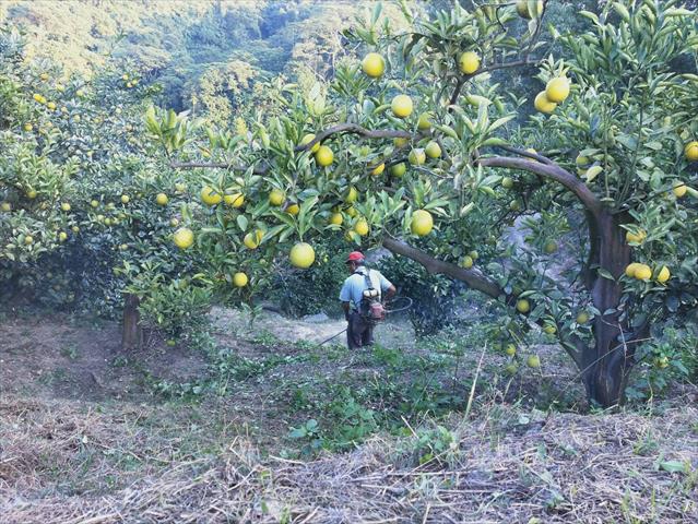 柳橙 產品圖片（產品編號 500636）