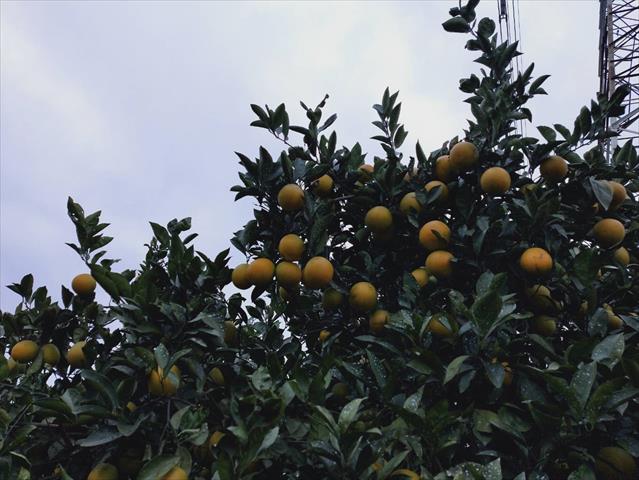 柳橙 產品圖片（圖片編號 673252）