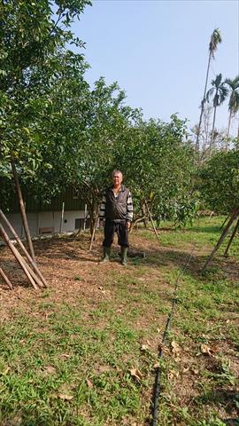 砂糖橘 產品圖片（產品編號 500637）