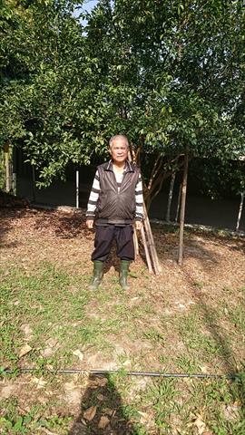 砂糖橘 產品圖片（圖片編號 673256）