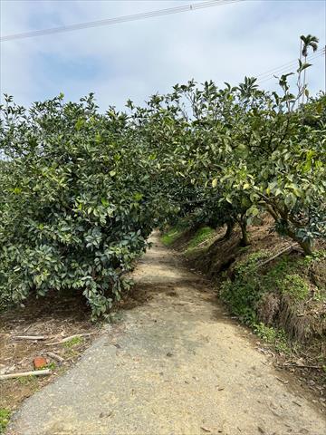 柳橙 產品圖片（產品編號 500638）