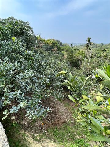 柳橙 產品圖片（圖片編號 673260）