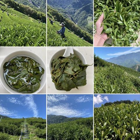 茶製品-茶 產品圖片（圖片編號 673645）