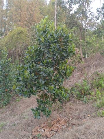 波羅蜜 產品圖片（圖片編號 673904）