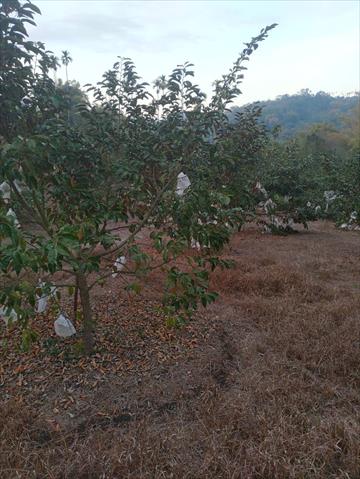 黃金果(黃晶果,加蜜蛋黃果,蜜蛋黃果) 產品圖片（圖片編號 673906）