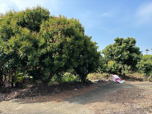 荔枝 產品圖片（圖片編號 673913）