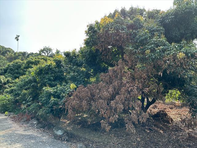 荔枝 產品圖片（圖片編號 673914）