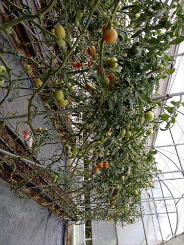 番茄(含小番茄) 產品圖片（產品編號 503474）
