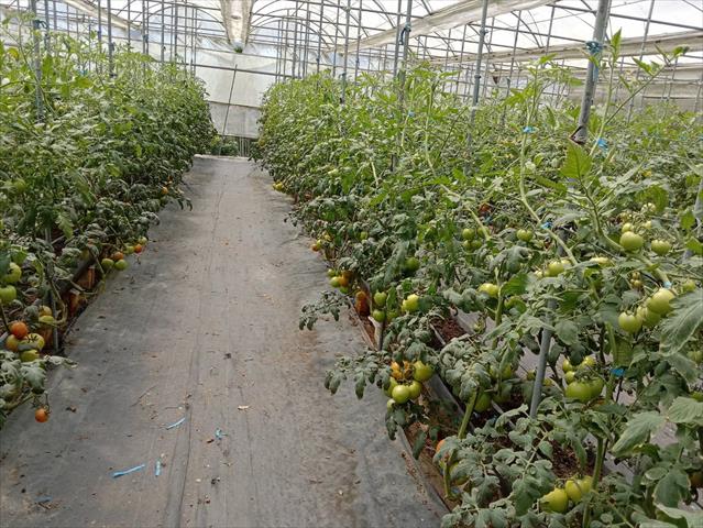 番茄(含小番茄) 產品圖片（圖片編號 675632）