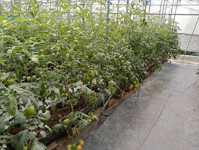 番茄(含小番茄) 產品圖片（圖片編號 675633）