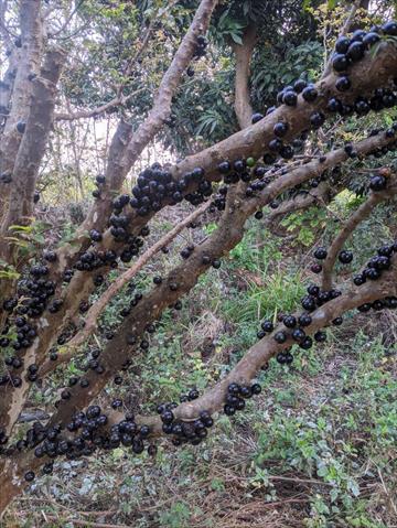 嘉寶果(樹葡萄) 產品圖片（產品編號 504681）