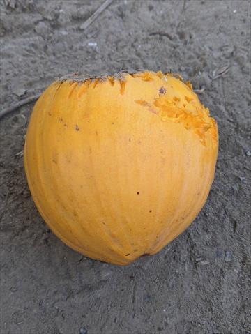 蛋黃果 產品圖片（圖片編號 677633）