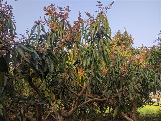 芒果 產品圖片（產品編號 504679）