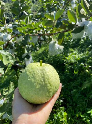 番石榴(芭樂) 產品圖片（圖片編號 677916）