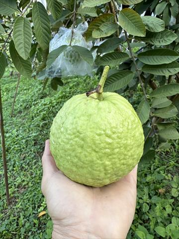 番石榴(芭樂) 產品圖片（產品編號 504881）