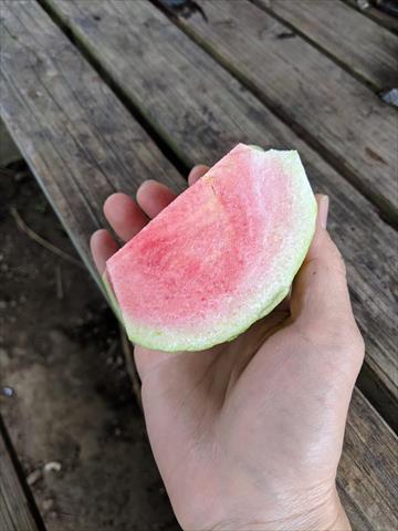 番石榴(芭樂) 產品圖片（圖片編號 677918）