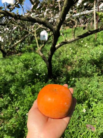 柿子 產品圖片（產品編號 504882）