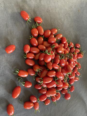 番茄(含小番茄) 產品圖片（產品編號 505194）