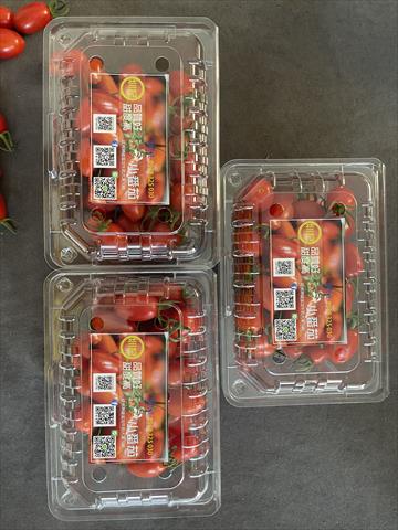 番茄(含小番茄) 產品圖片（圖片編號 678488）