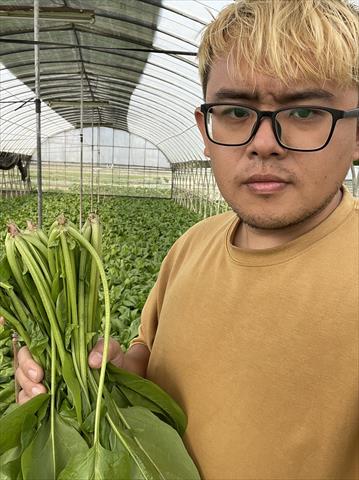 菠菜 產品圖片（圖片編號 678800）