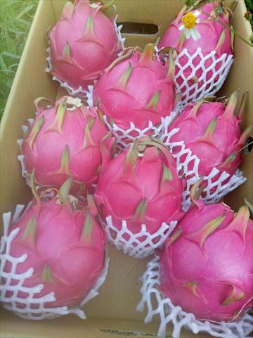 紅龍果 產品圖片（產品編號 505555）