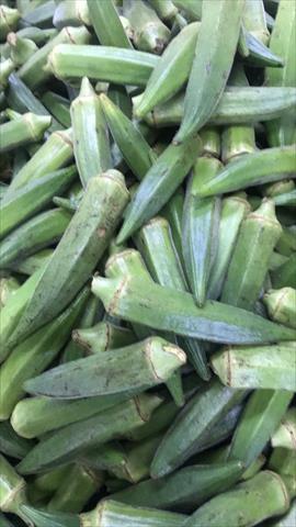黃秋葵(羊角豆,秋葵) 產品圖片（產品編號 505715）