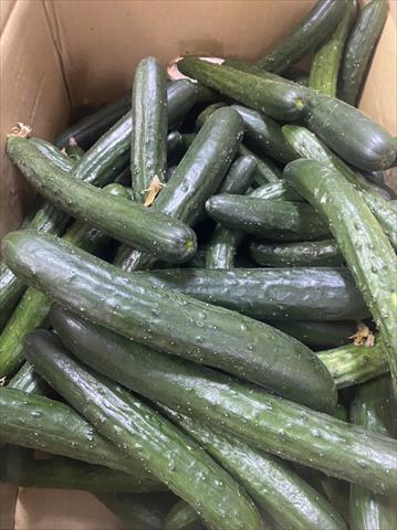 小黃瓜(花胡瓜) 產品圖片（產品編號 505716）