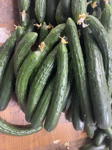 小黃瓜(花胡瓜) 產品圖片（圖片編號 679428）