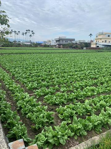 大心芥菜 產品圖片（產品編號 506442）