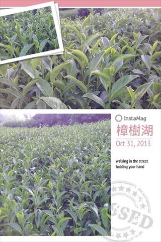 茶製品-茶 產品圖片（圖片編號 680452）