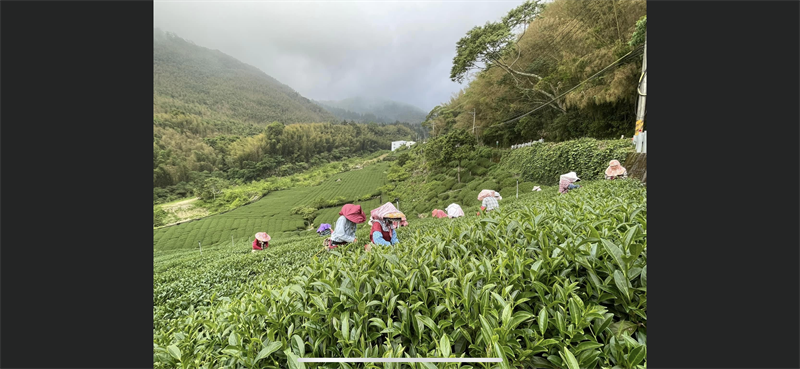 茶製品-茶 產品圖片（圖片編號 680455）