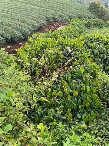 茶製品-茶 產品圖片（圖片編號 680518）