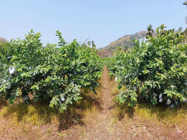 番石榴(芭樂) 產品圖片（產品編號 506756）