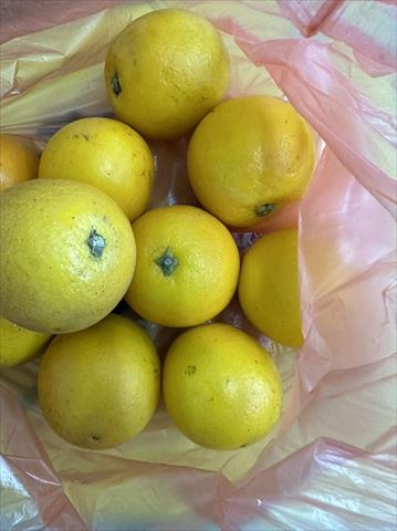 柳橙 產品圖片（產品編號 506757）