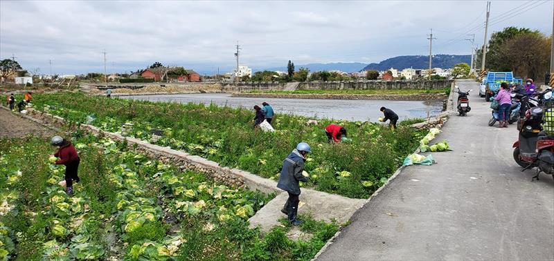 球莖甘藍 產品圖片（產品編號 506783）