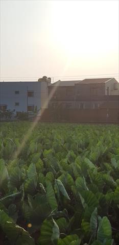 芋頭 產品圖片（產品編號 506782）