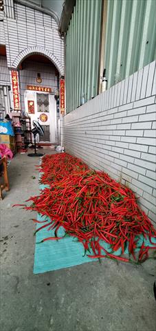 辣椒 產品圖片（圖片編號 681165）
