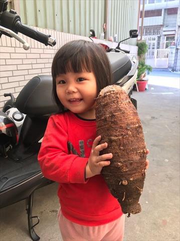芋頭 產品圖片（圖片編號 681169）