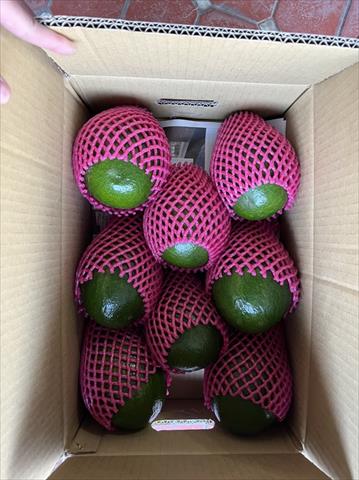 酪梨 產品圖片（產品編號 506840）