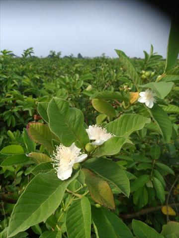 番石榴(芭樂) 產品圖片（產品編號 506850）