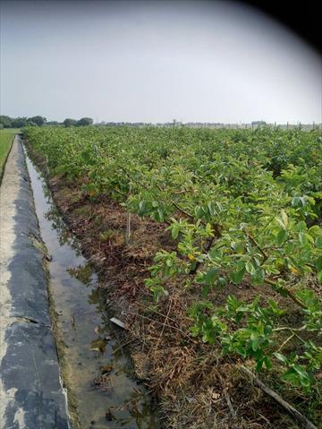 番石榴(芭樂) 產品圖片（圖片編號 681220）