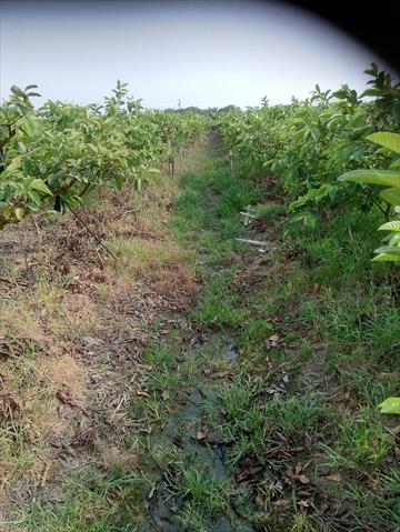 番石榴(芭樂) 產品圖片（圖片編號 681221）