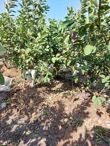 番石榴(芭樂) 產品圖片（產品編號 506853）