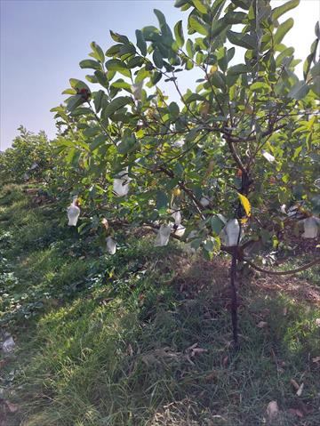 番石榴(芭樂) 產品圖片（圖片編號 681226）