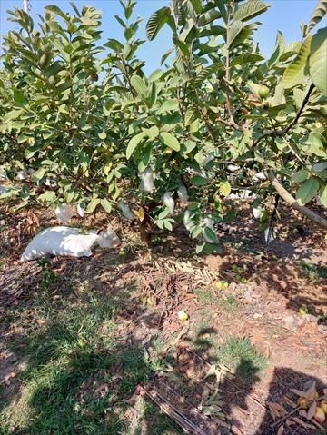 番石榴(芭樂) 產品圖片（圖片編號 681227）