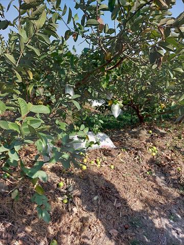 番石榴(芭樂) 產品圖片（圖片編號 681228）