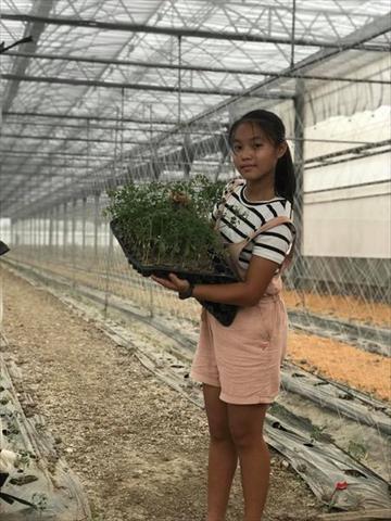 番茄(含小番茄) 產品圖片（產品編號 507267）