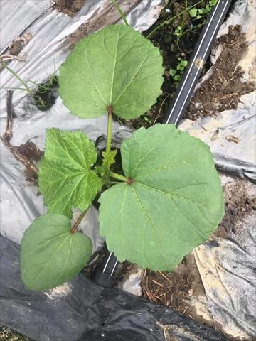 黃秋葵(羊角豆,秋葵) 產品圖片（圖片編號 681399）
