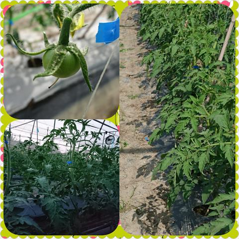 番茄(含小番茄) 產品圖片（圖片編號 681402）